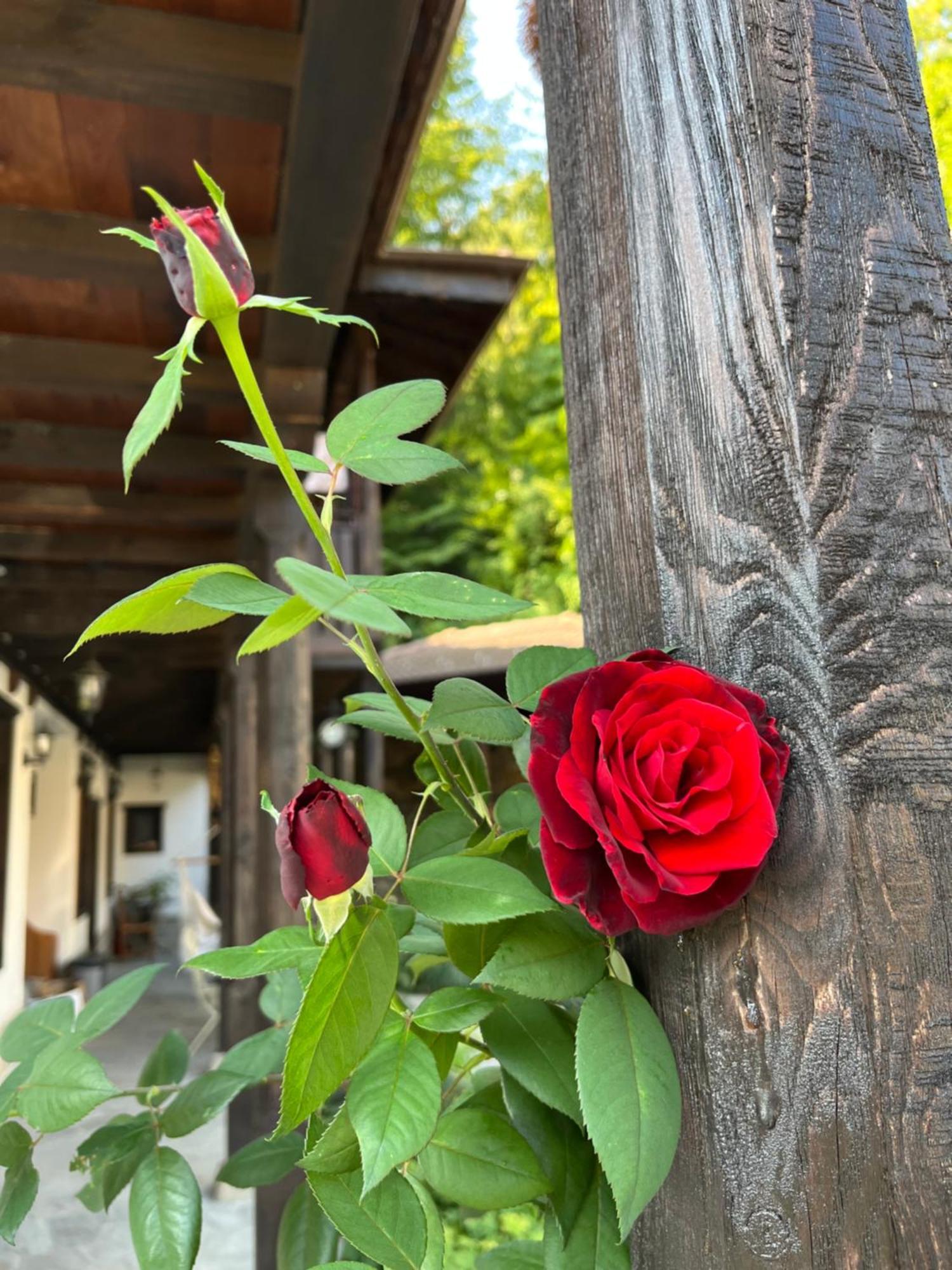 Verta House Tryavna Exterior photo